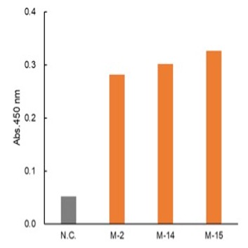 Anti-CTX-M (C11) rabbit mAb